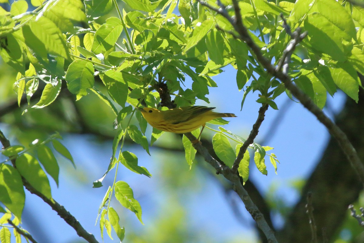 Paruline jaune - ML619797794