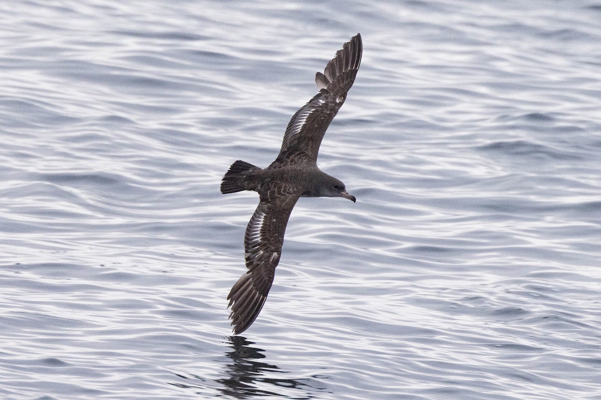 Pink-footed Shearwater - ML619797797