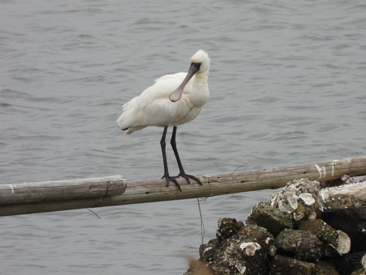 Black-faced Spoonbill - ML619797805