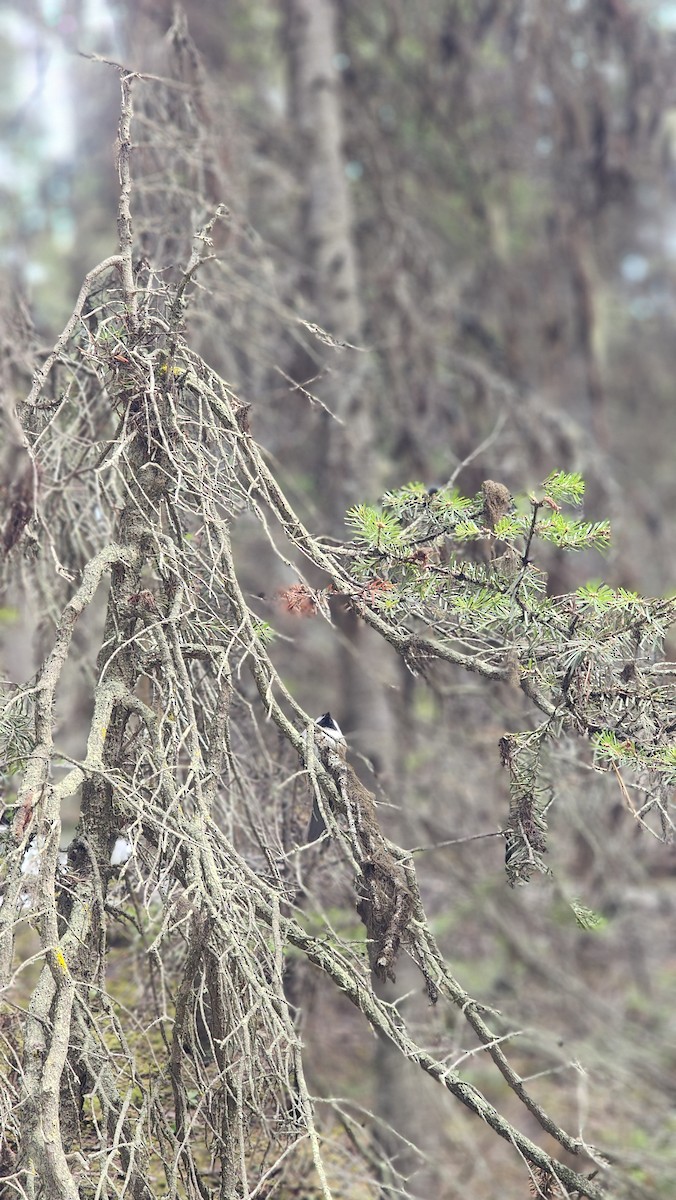 Boreal Chickadee - ML619797812