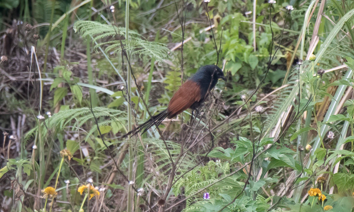 Philippine Coucal - ML619797817