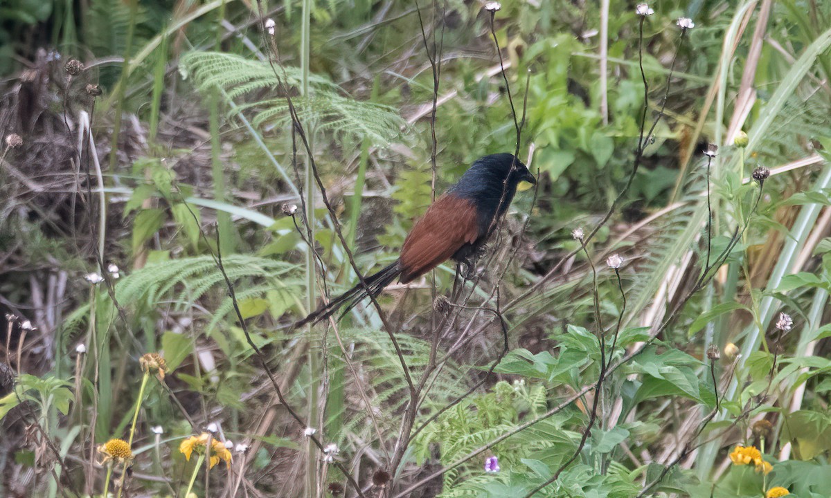 Philippine Coucal - ML619797818