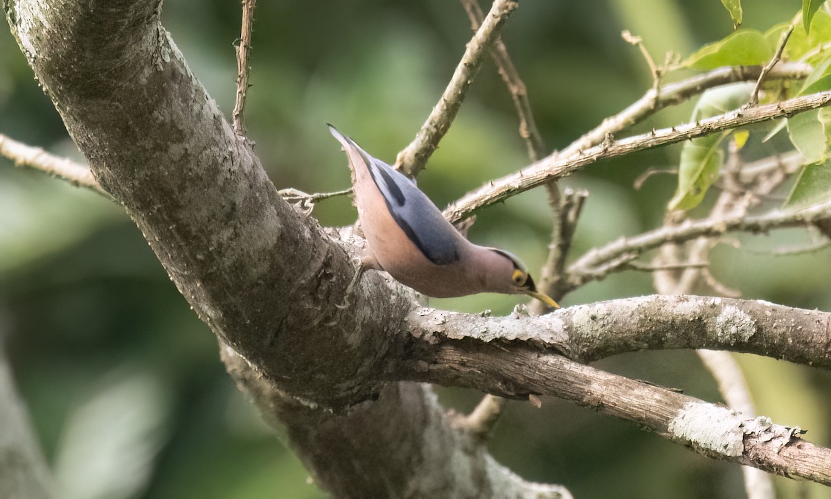 Sulphur-billed Nuthatch - ML619797829