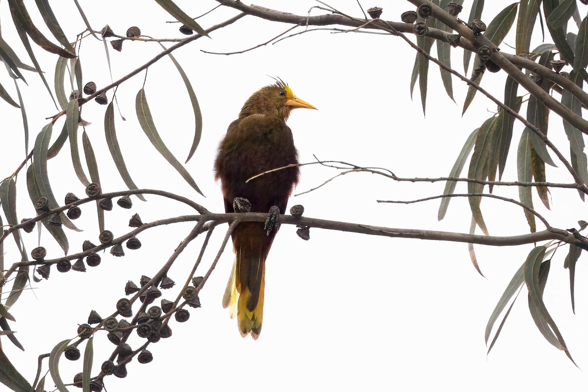 Russet-backed Oropendola - ML619797849