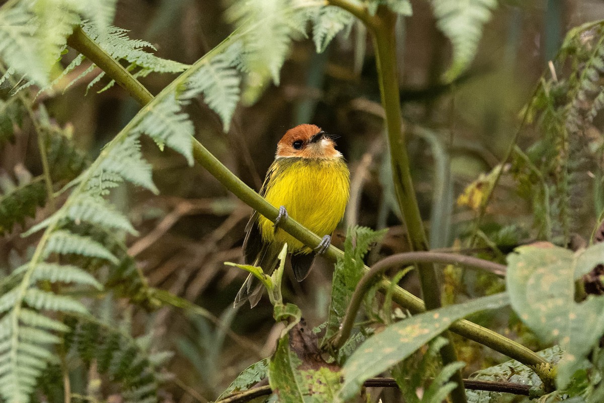 Rufous-crowned Tody-Flycatcher - ML619797850