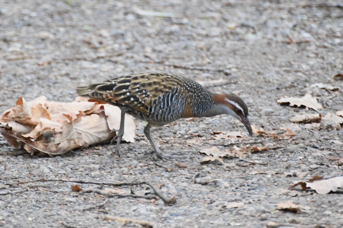 Buff-banded Rail - ML619797891