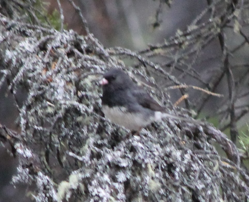 Junco ardoisé - ML619797978