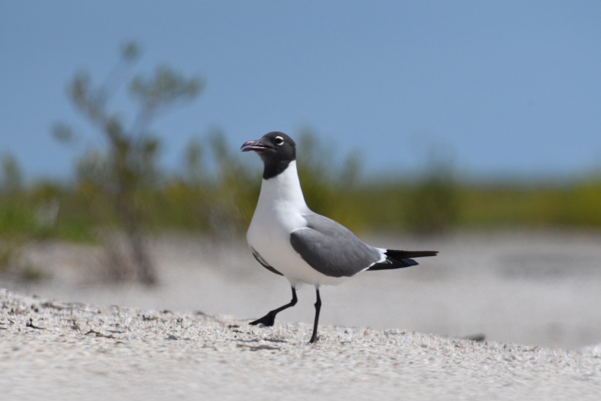 Laughing Gull - ML619798003