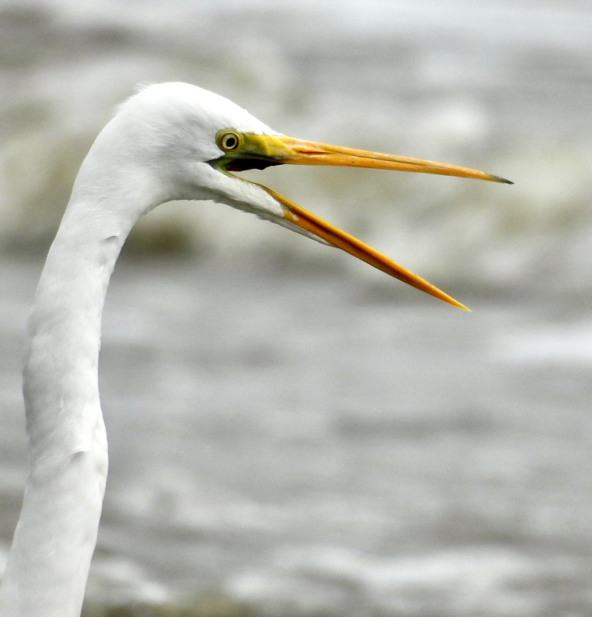 Grande Aigrette - ML619798006