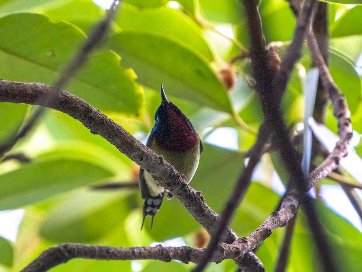 Fork-tailed Sunbird - ML619798032