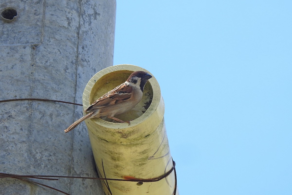 Eurasian Tree Sparrow - ML619798046