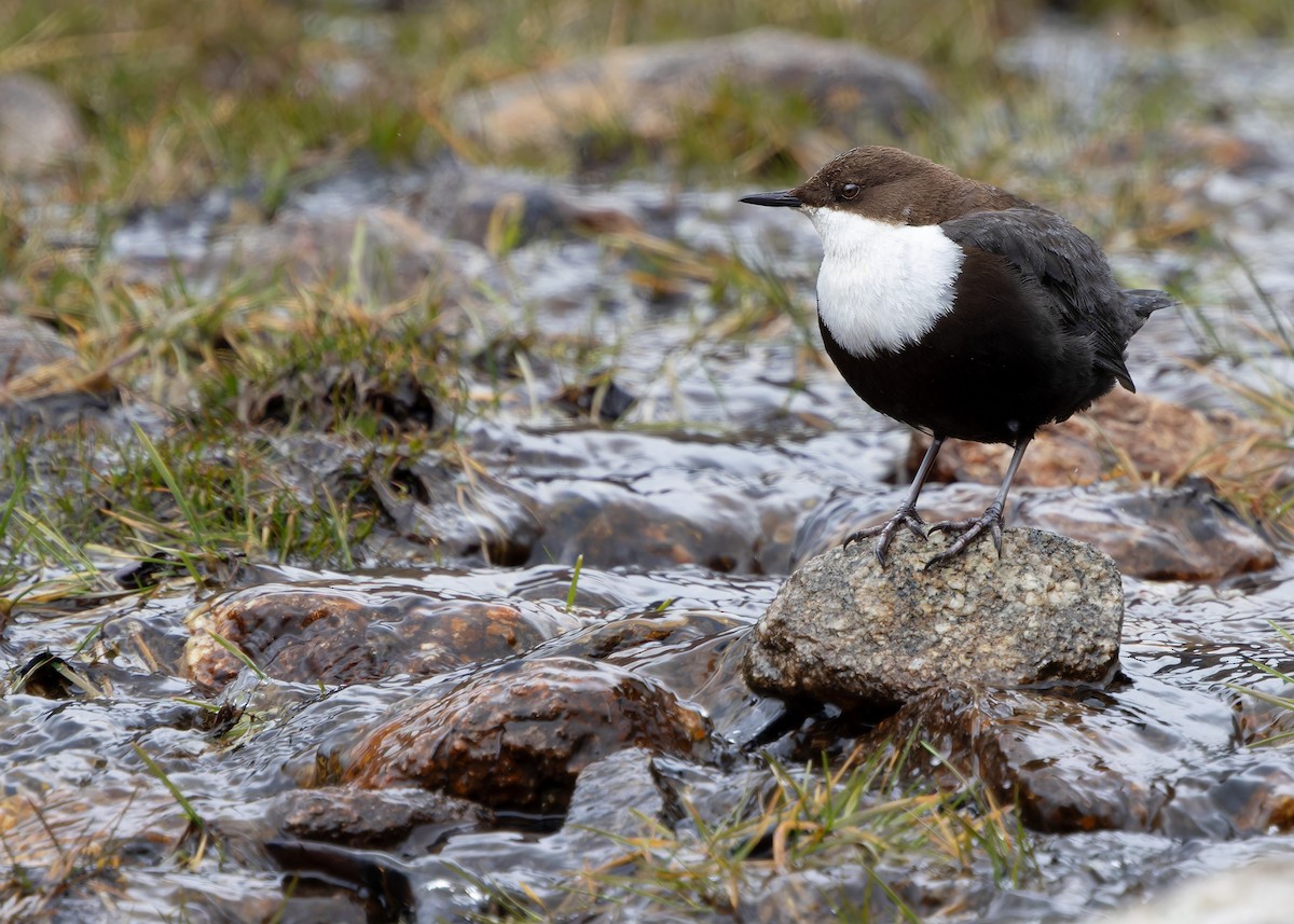 White-throated Dipper - ML619798052