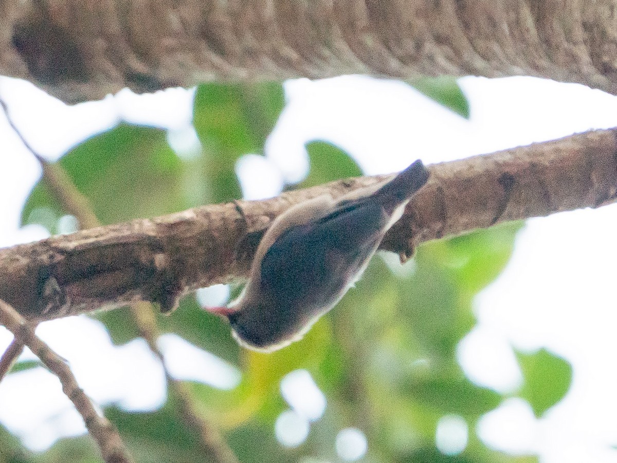 Velvet-fronted Nuthatch - ML619798069