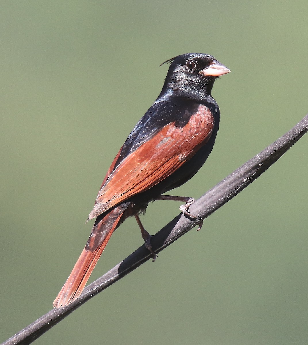 Crested Bunting - ML619798070