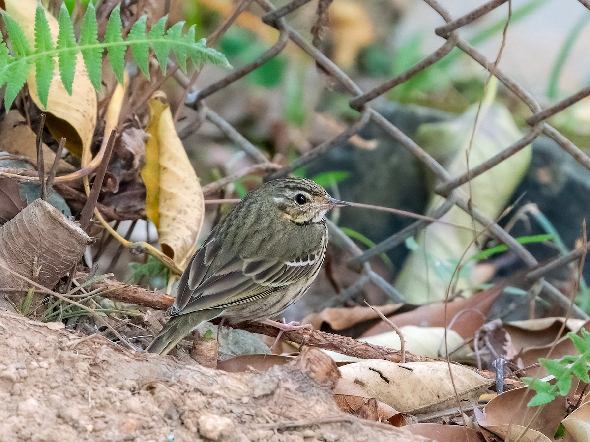 Olive-backed Pipit - ML619798082