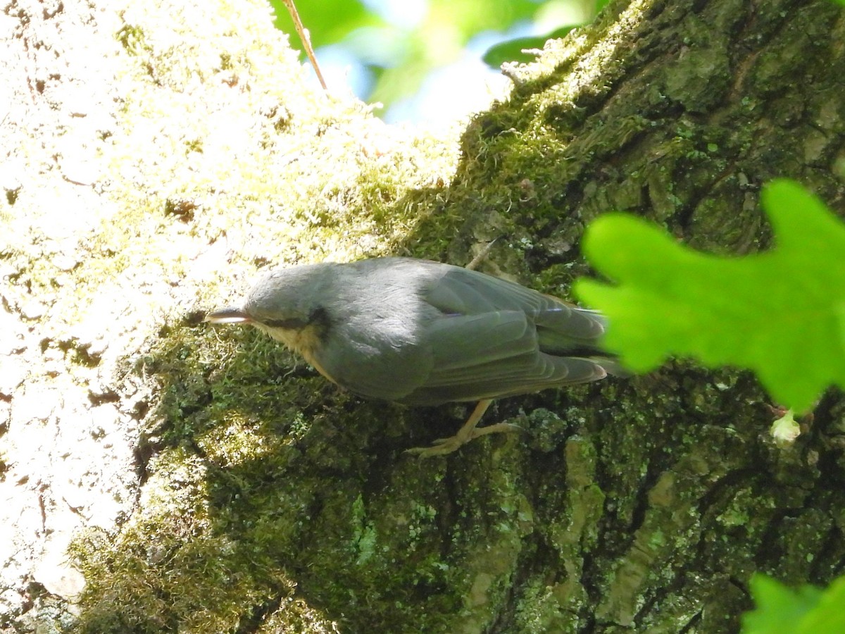 Eurasian Nuthatch - ML619798084