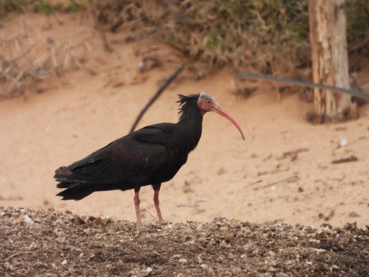 skallet ibis - ML619798088