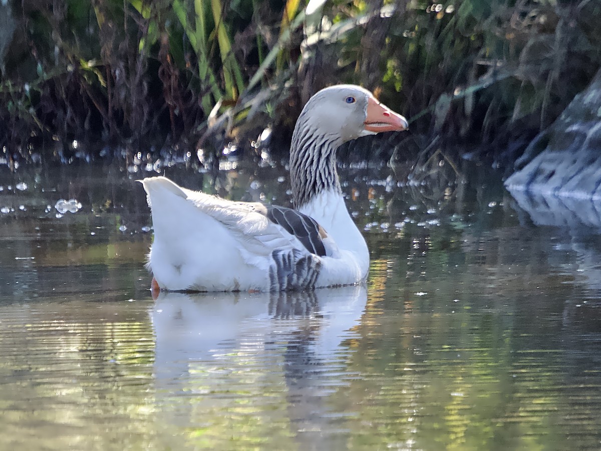 Domestic goose sp. (Domestic type) - ML619798089