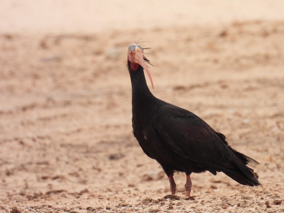 skallet ibis - ML619798096