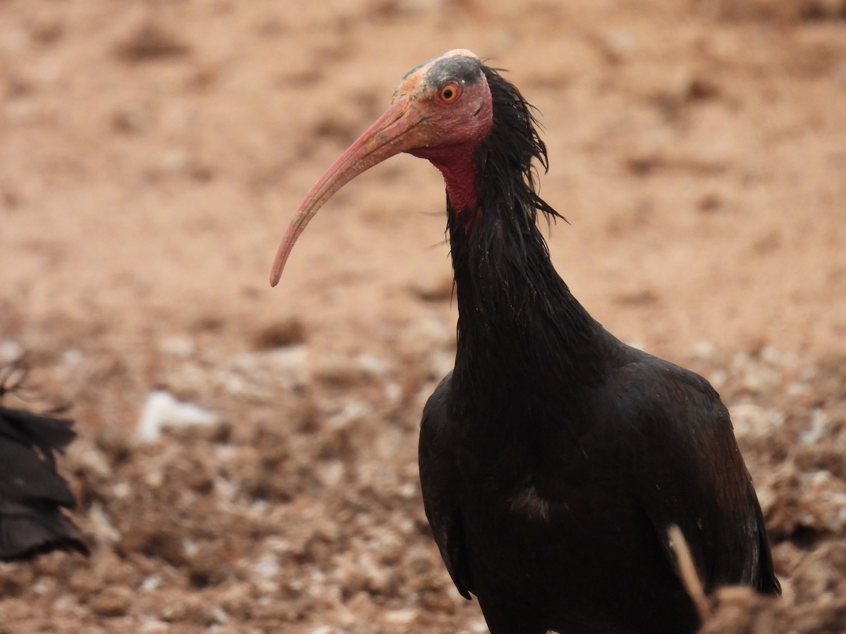 skallet ibis - ML619798097