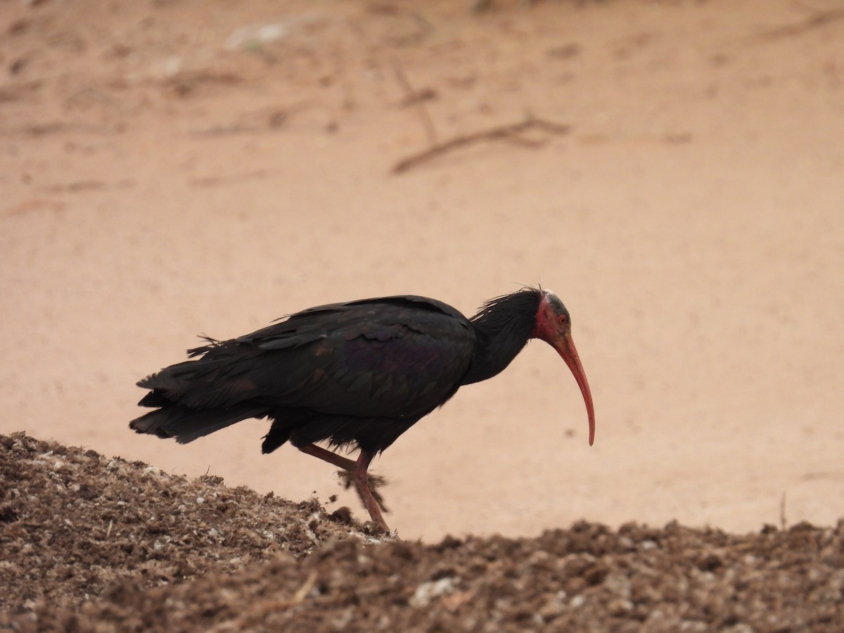 skallet ibis - ML619798098