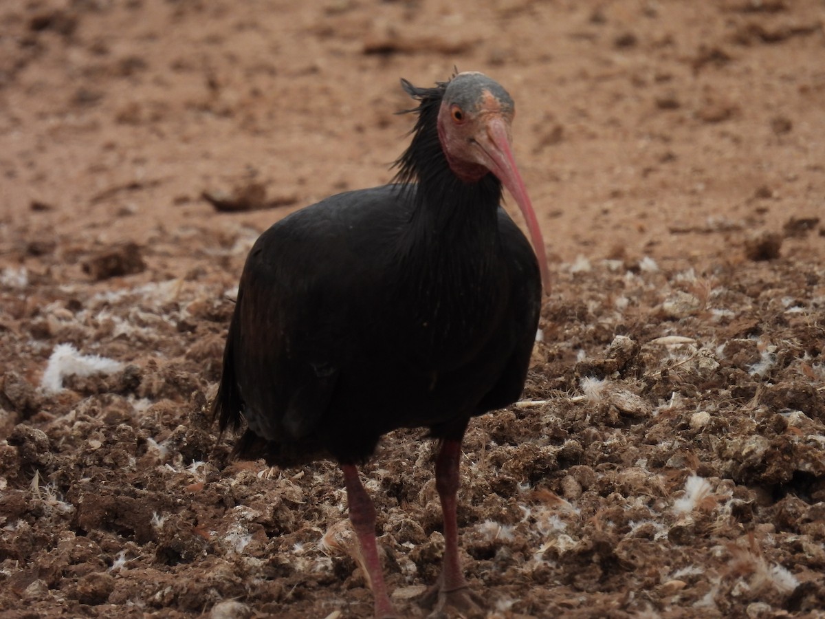 skallet ibis - ML619798099