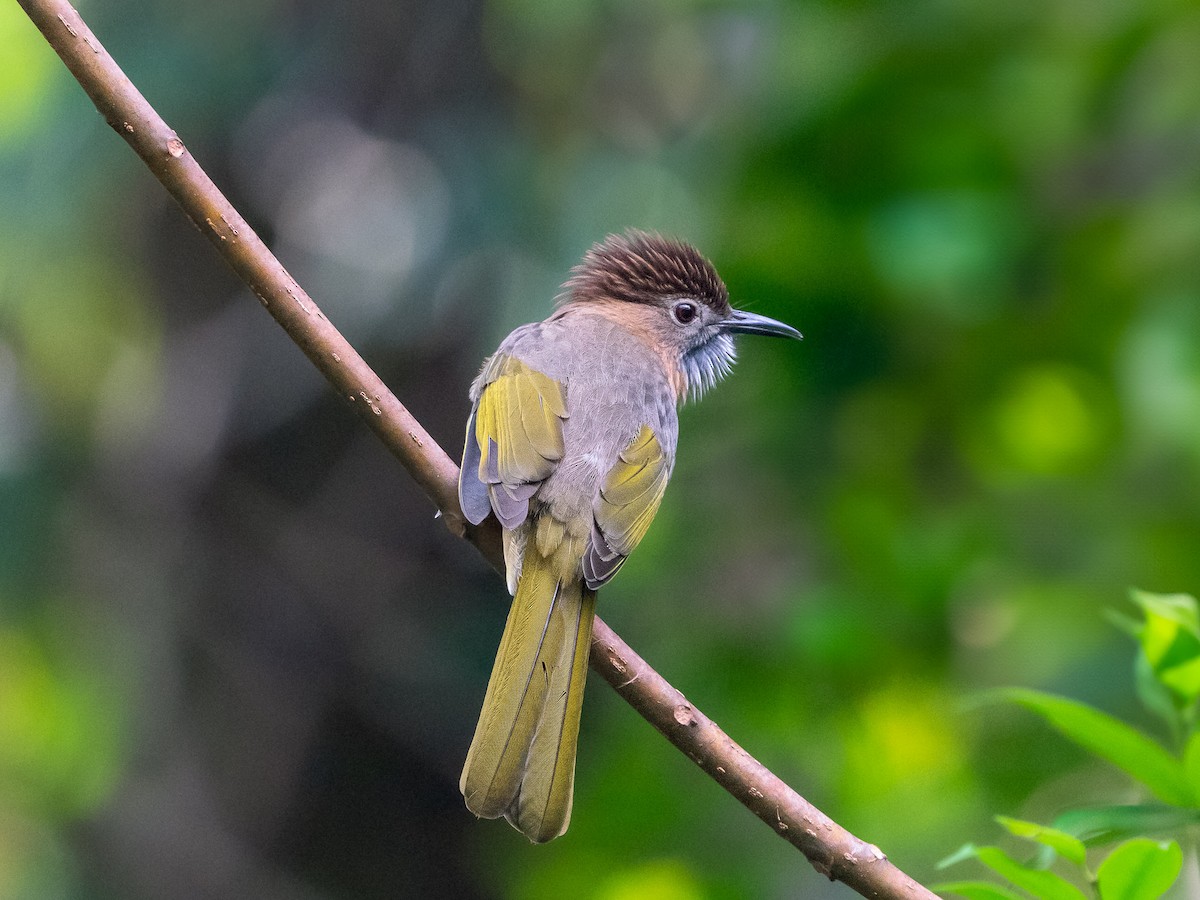 Mountain Bulbul - ML619798102