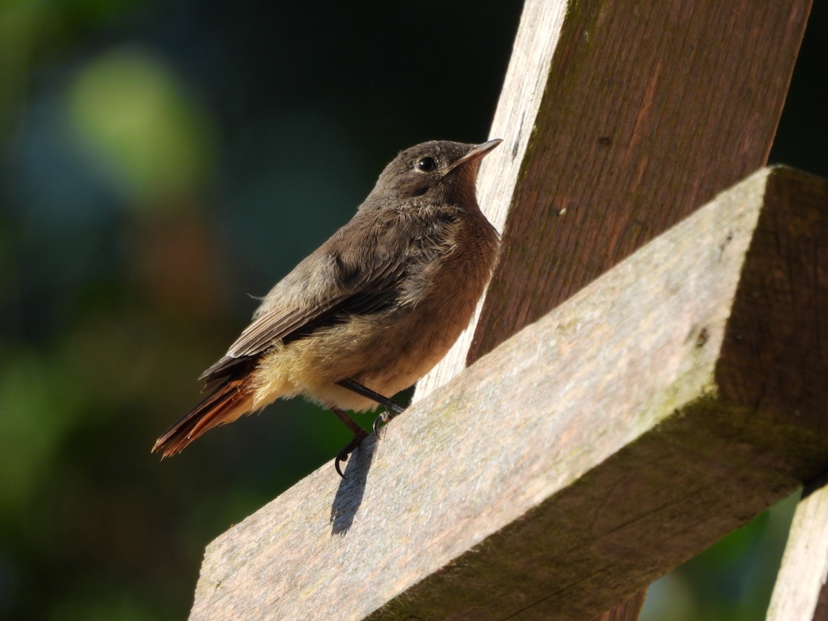 Black Redstart - ML619798119