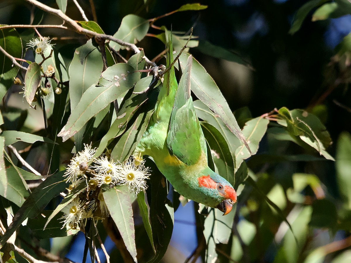 Musk Lorikeet - ML619798129