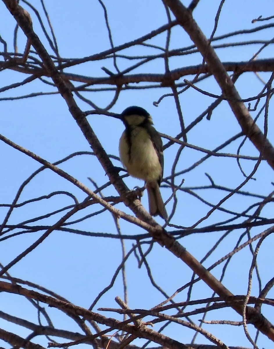 Great Tit - ML619798140