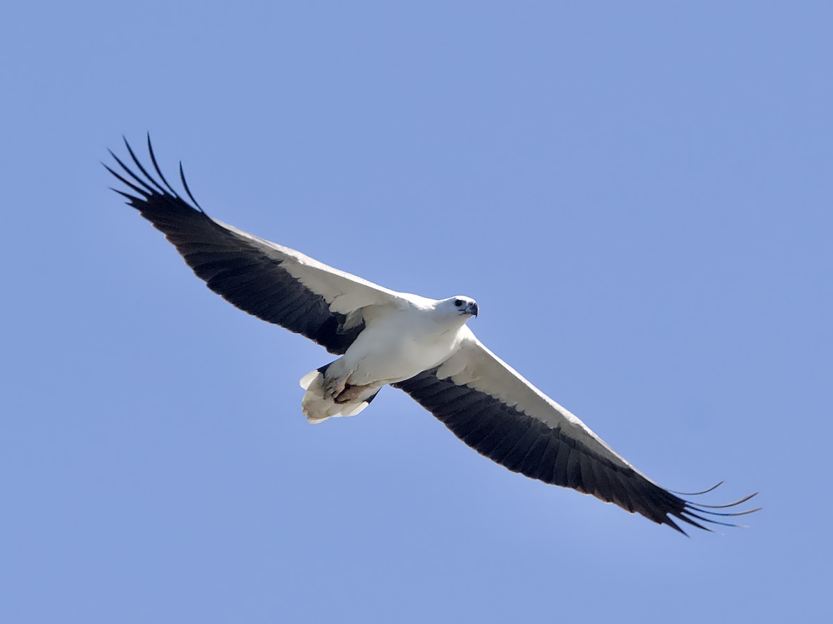 White-bellied Sea-Eagle - ML619798141