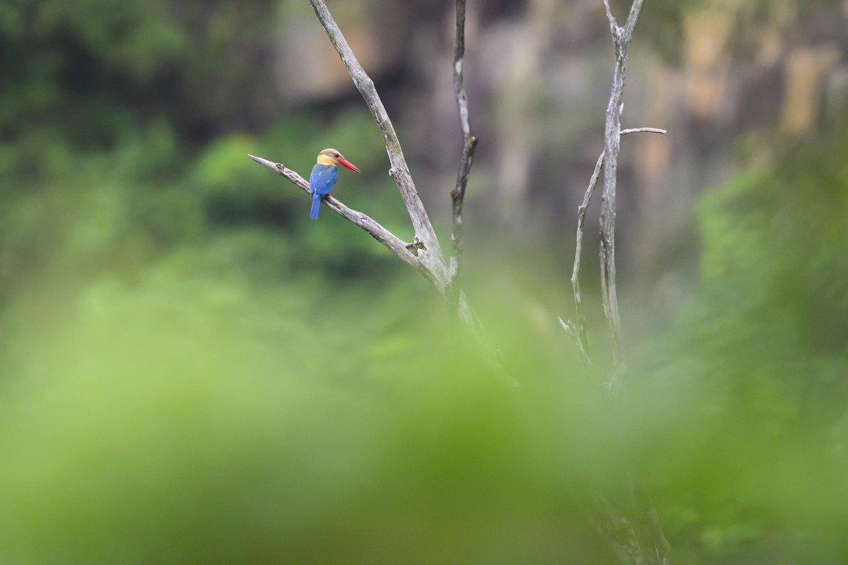 Stork-billed Kingfisher - ML619798143