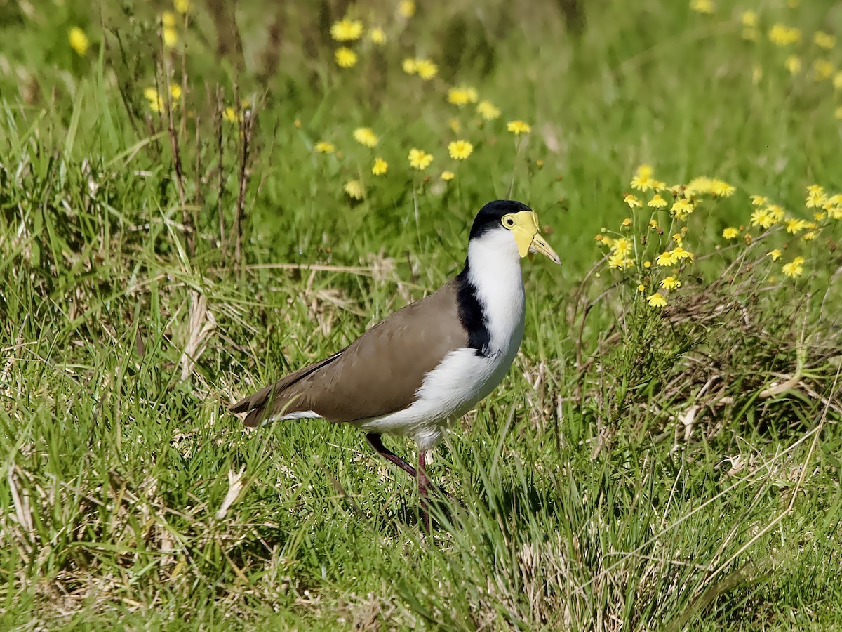 Masked Lapwing - ML619798181