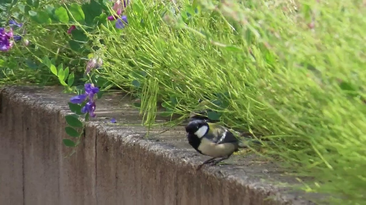 Japanese Tit - ML619798205