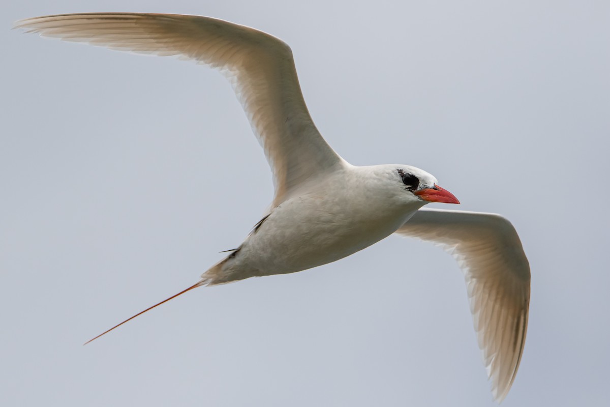 Red-tailed Tropicbird - ML619798220