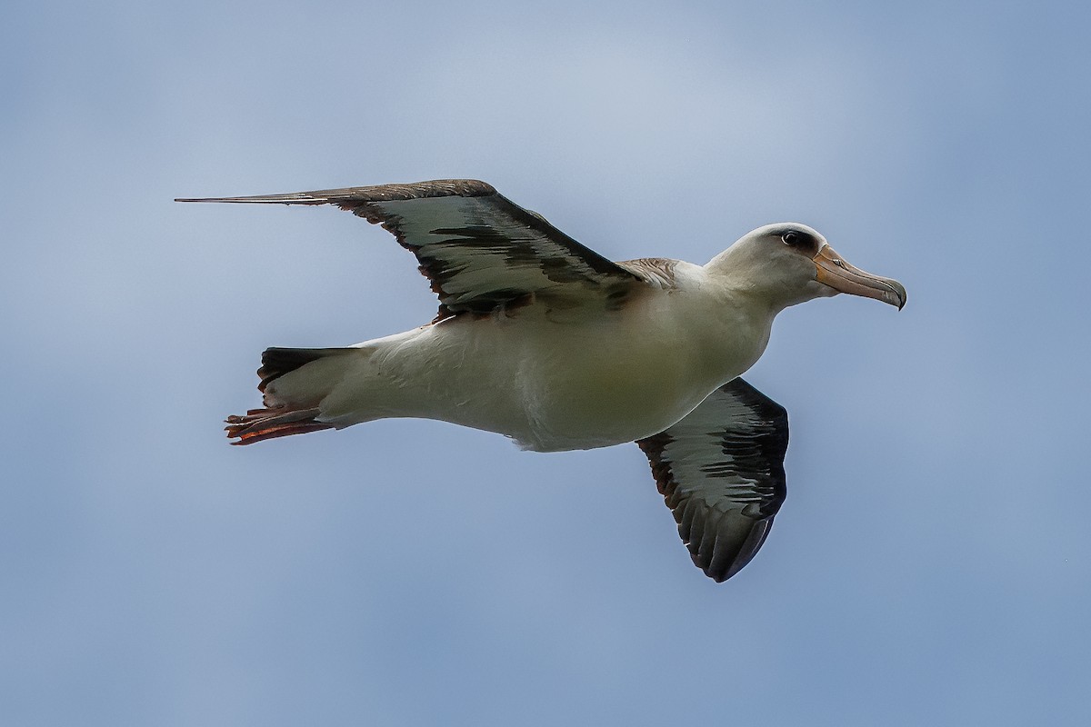 Laysan Albatrosu - ML619798223