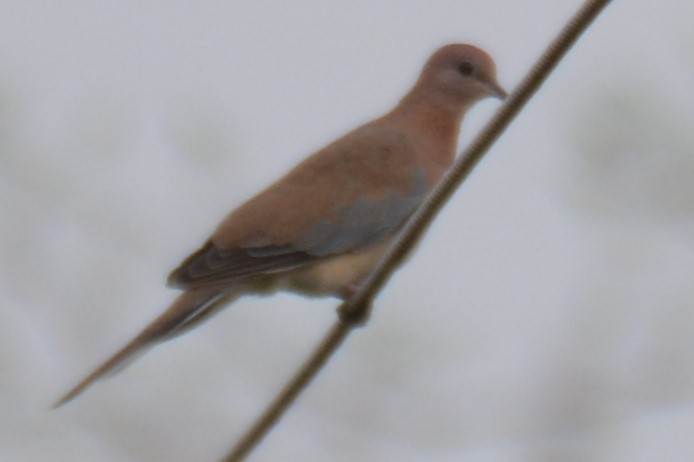 Laughing Dove - ML619798234
