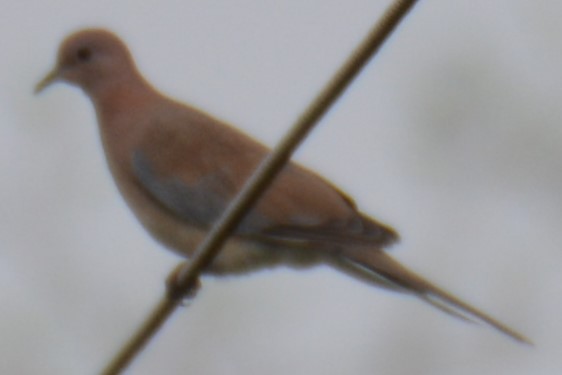 Laughing Dove - ML619798235