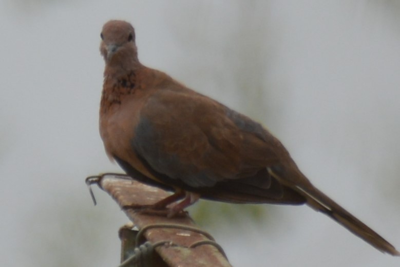 Laughing Dove - ML619798236