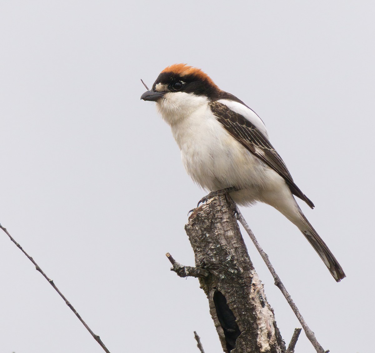 Woodchat Shrike - ML619798242