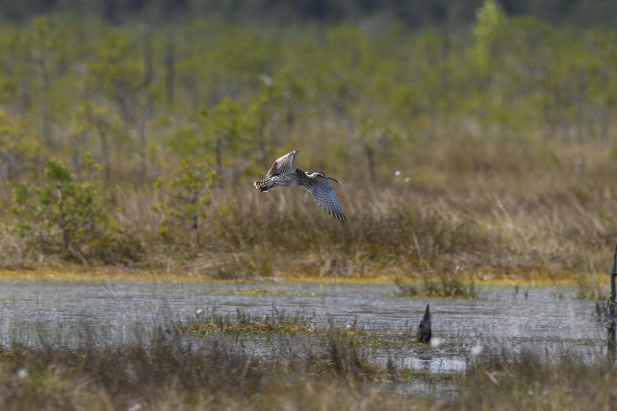 Whimbrel - ML619798249