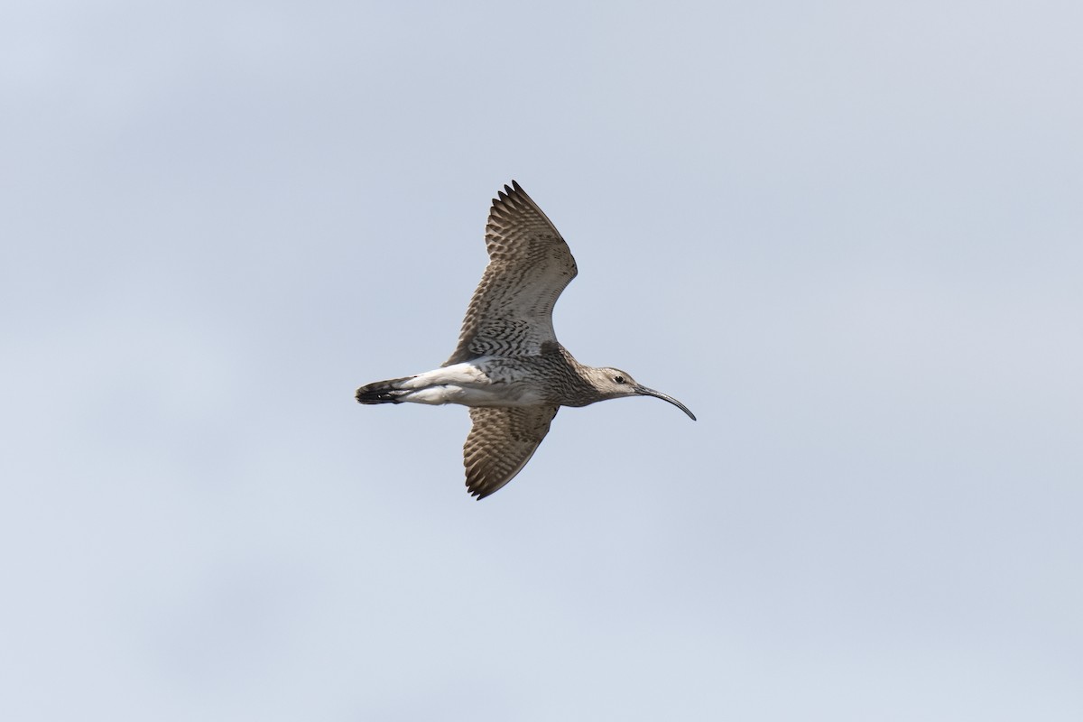 Whimbrel - Valery Treitsiak