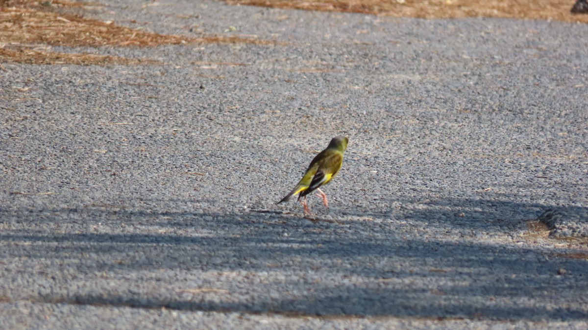 Oriental Greenfinch - ML619798272