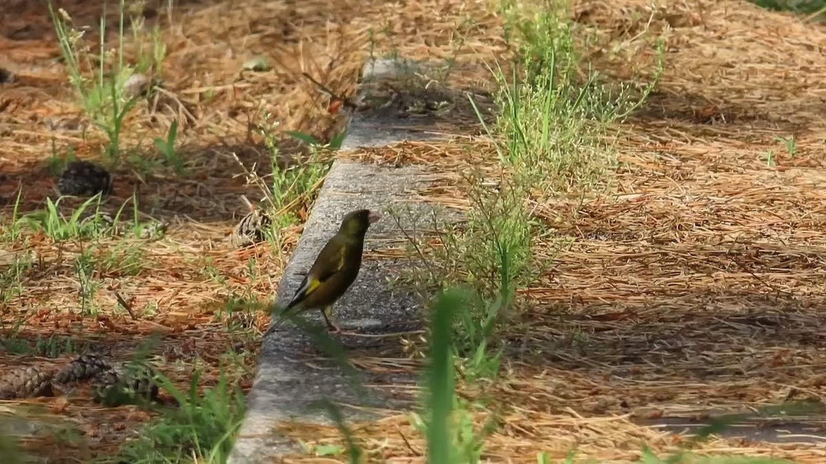 Oriental Greenfinch - ML619798281