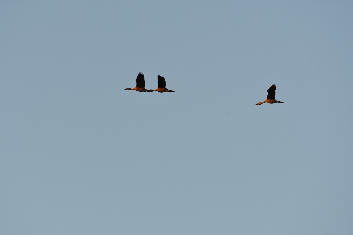 Fulvous Whistling-Duck - ML619798301
