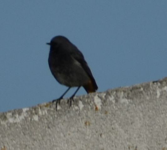 Black Redstart - ML619798308