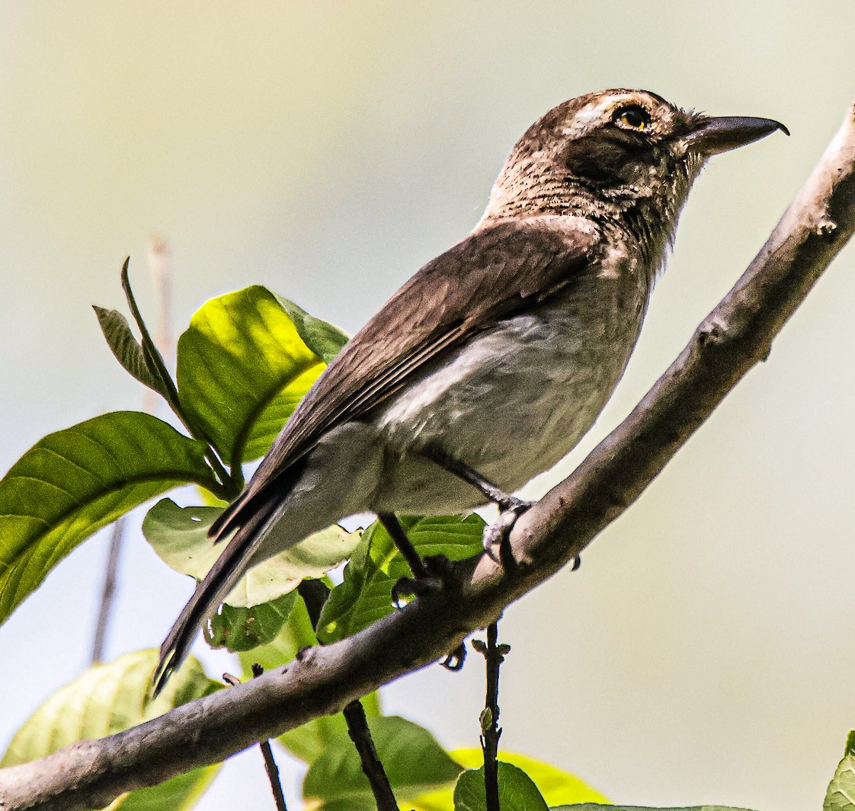 Common Woodshrike - ML619798326