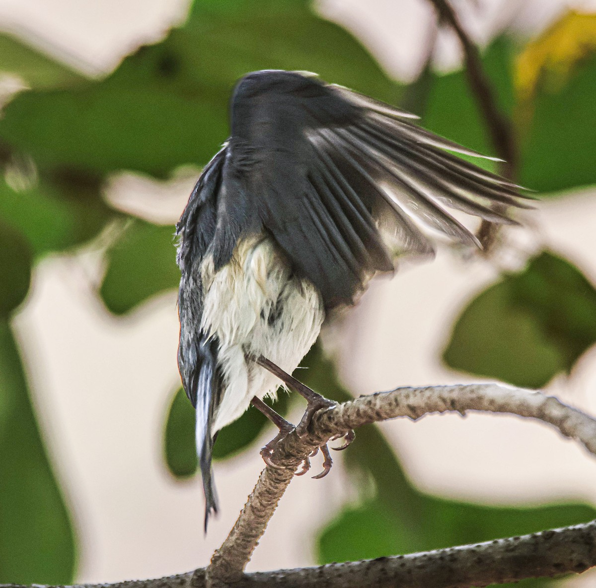 Tickell's Blue Flycatcher - ML619798349