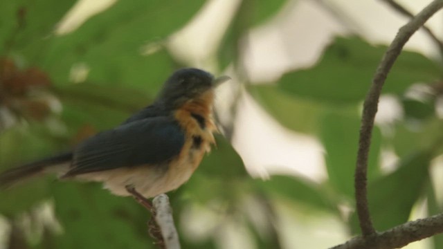 Tickell's Blue Flycatcher - ML619798358