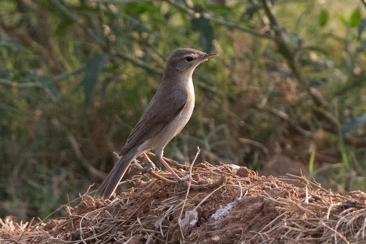 Booted Warbler - ML619798365